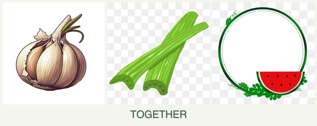 Can you plant garlic, celery and watermelons together?