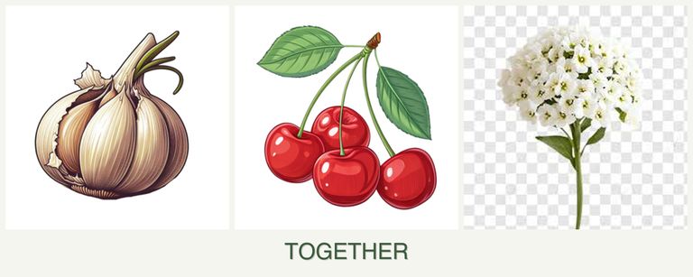 Can you plant garlic, cherries and alyssum together?