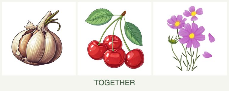 Can you plant garlic, cherries and cosmos together?