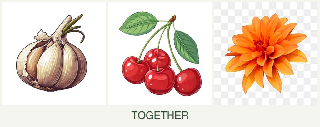 Can you plant garlic, cherries and dahlias together?