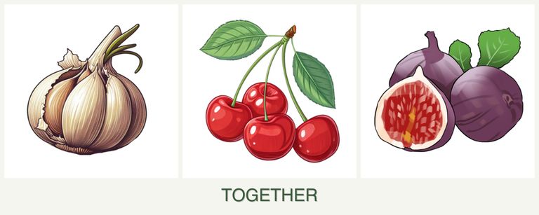 Can you plant garlic, cherries and figs together?
