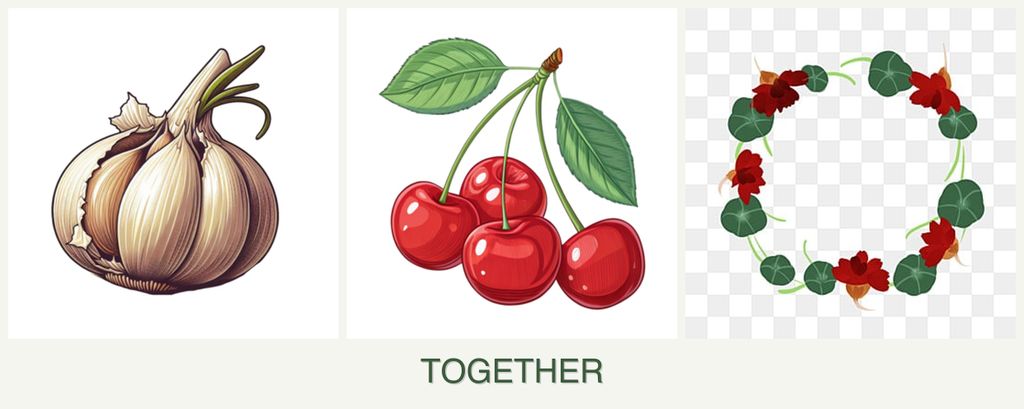 Can you plant garlic, cherries and nasturtiums together?