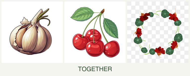 Can you plant garlic, cherries and nasturtiums together?