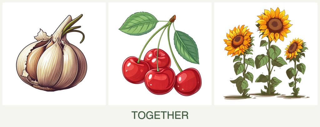 Can you plant garlic, cherries and sunflowers together?