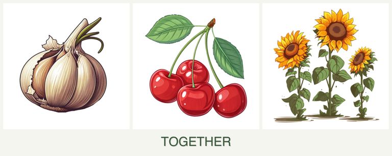 Can you plant garlic, cherries and sunflowers together?