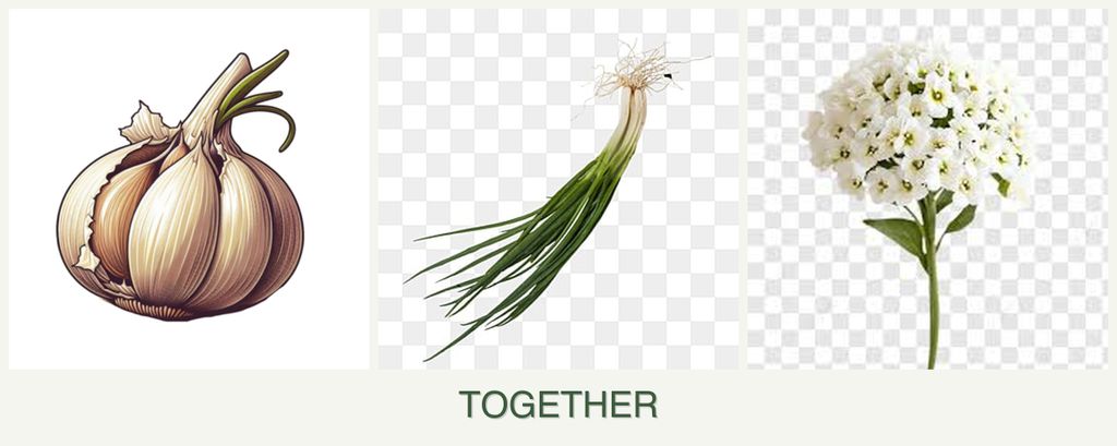 Can you plant garlic, chives and alyssum together?