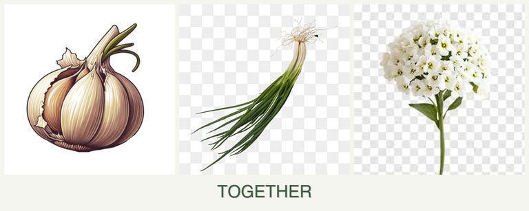 Can you plant garlic, chives and alyssum together?