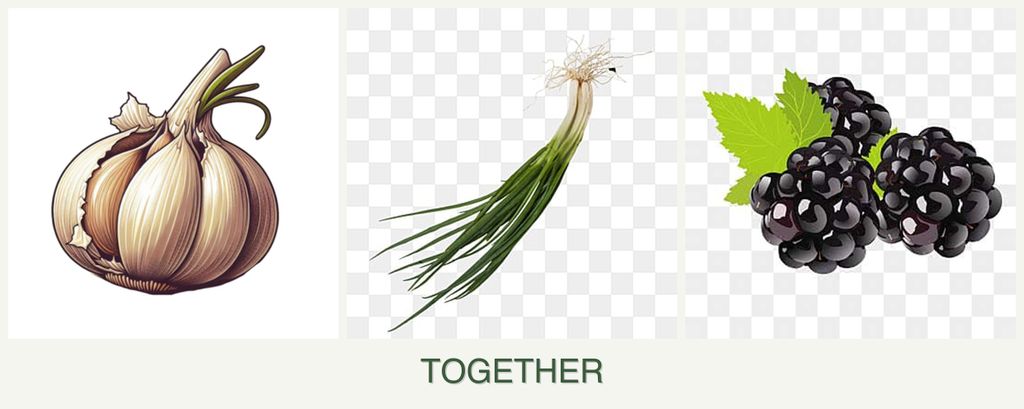 Can you plant garlic, chives and blackberries together?