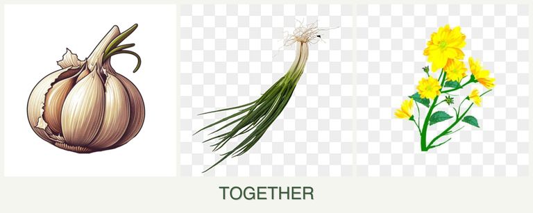 Can you plant garlic, chives and calendula together?