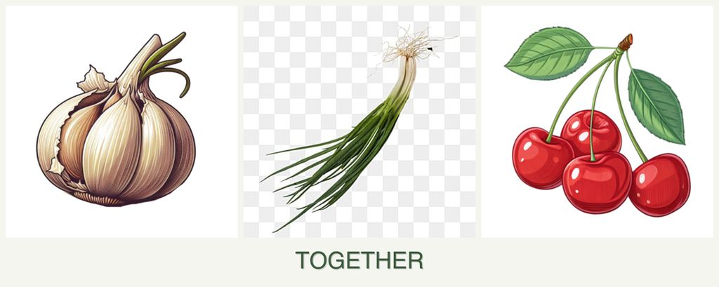 Can you plant garlic, chives and cherries together?