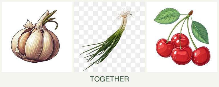 Can you plant garlic, chives and cherries together?