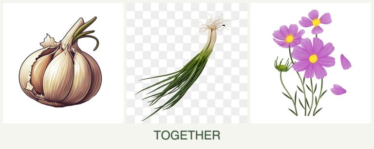 Can you plant garlic, chives and cosmos together?