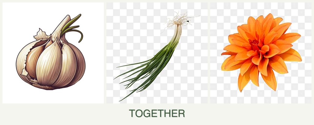 Can you plant garlic, chives and dahlias together?