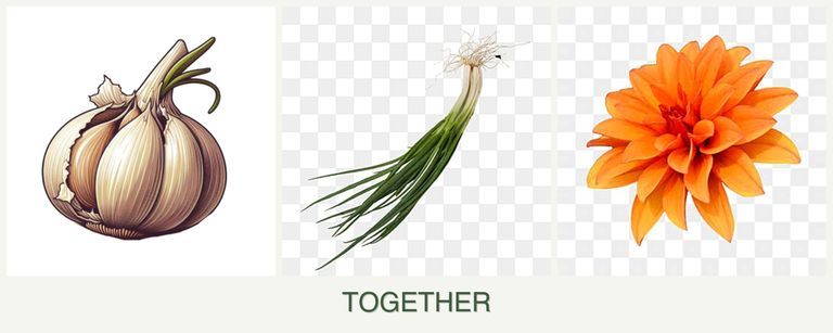 Can you plant garlic, chives and dahlias together?