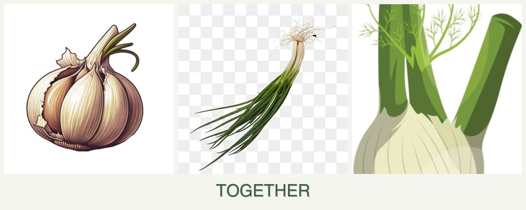 Can you plant garlic, chives and fennel together?
