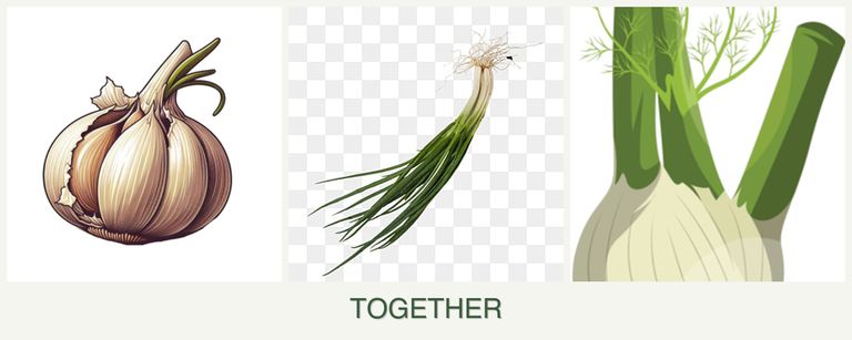Can you plant garlic, chives and fennel together?