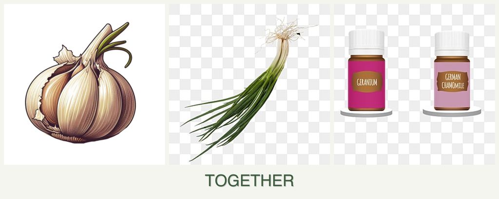 Can you plant garlic, chives and geraniums together?