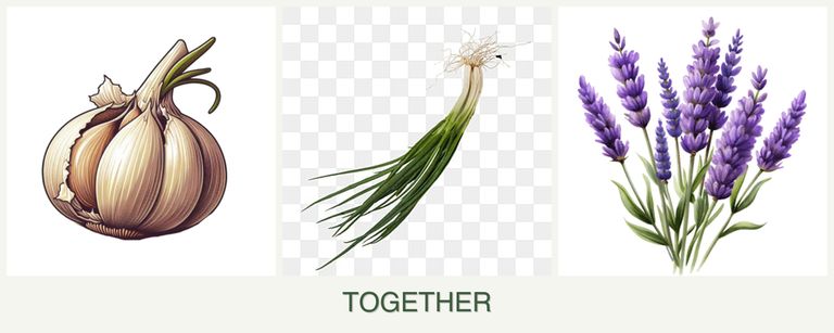 Can you plant garlic, chives and lavender together?