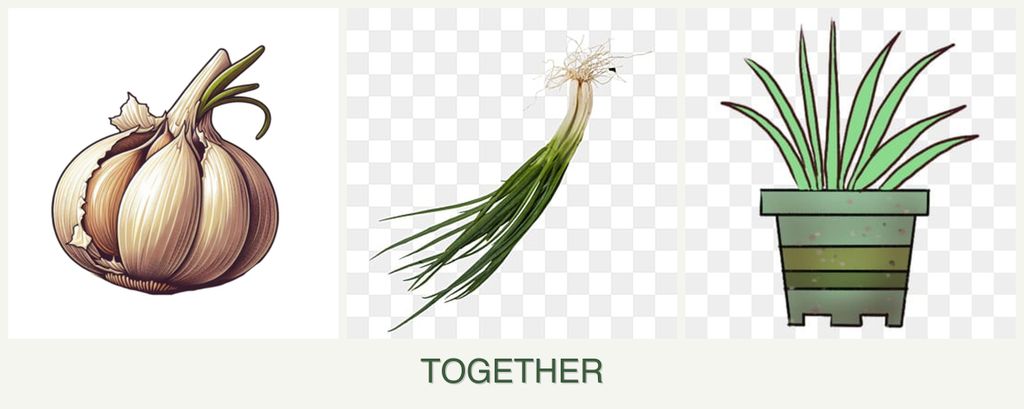 Can you plant garlic, chives and lemongrass together?