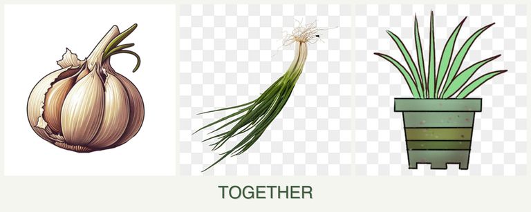 Can you plant garlic, chives and lemongrass together?