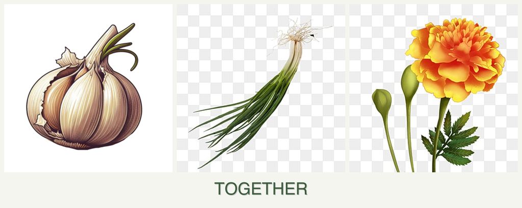 Can you plant garlic, chives and marigolds together?