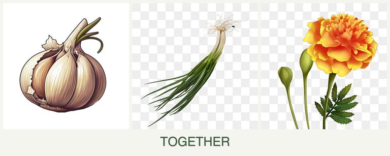 Can you plant garlic, chives and marigolds together?