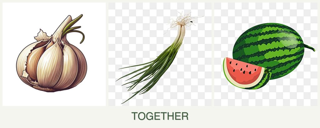 Can you plant garlic, chives and melons together?