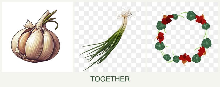 Can you plant garlic, chives and nasturtiums together?