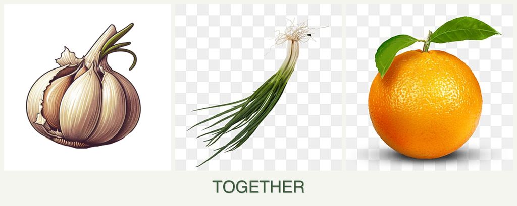 Can you plant garlic, chives and oranges together?