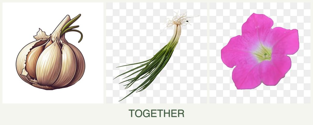 Can you plant garlic, chives and petunias together?