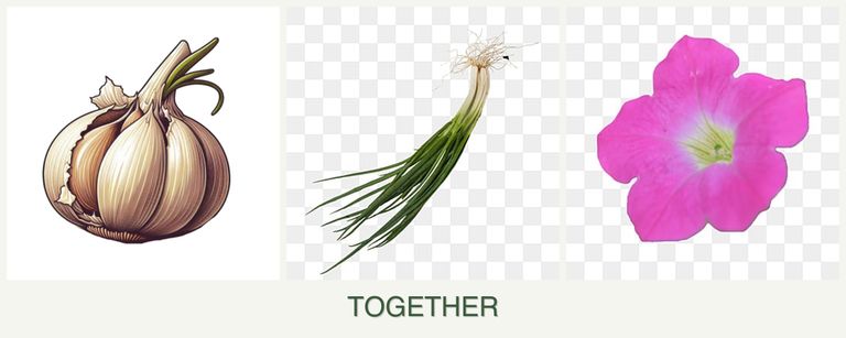 Can you plant garlic, chives and petunias together?