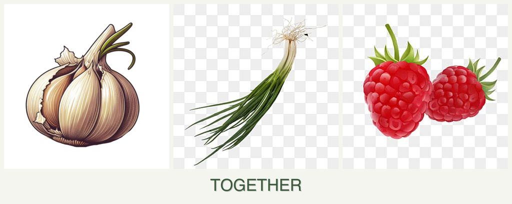 Can you plant garlic, chives and raspberries together?