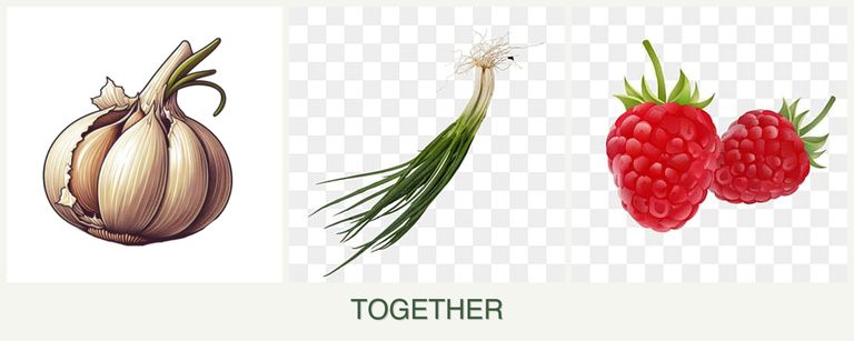 Can you plant garlic, chives and raspberries together?
