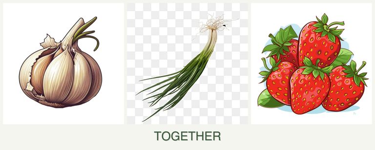 Can you plant garlic, chives and strawberries together?