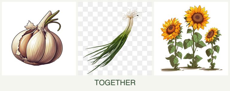 Can you plant garlic, chives and sunflowers together?