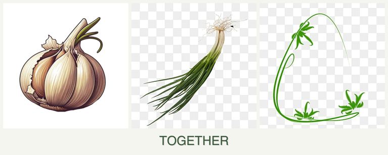 Can you plant garlic, chives and tarragon together?