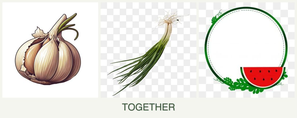 Can you plant garlic, chives and watermelons together?