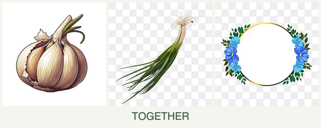 Can you plant garlic, chives and zinnias together?