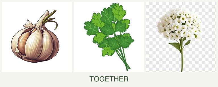 Can you plant garlic, cilantro and alyssum together?
