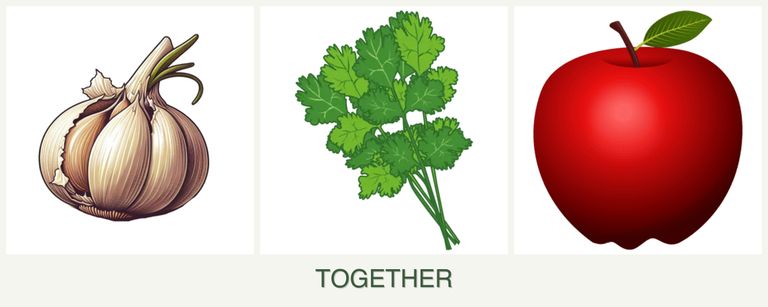 Can you plant garlic, cilantro and apples together?
