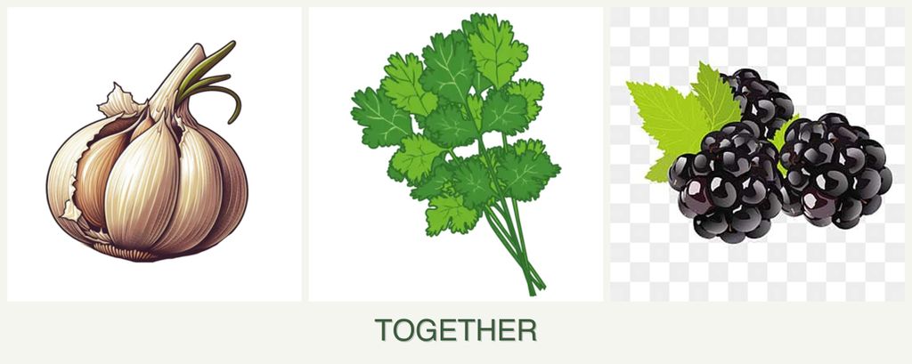 Can you plant garlic, cilantro and blackberries together?