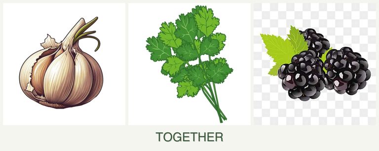 Can you plant garlic, cilantro and blackberries together?