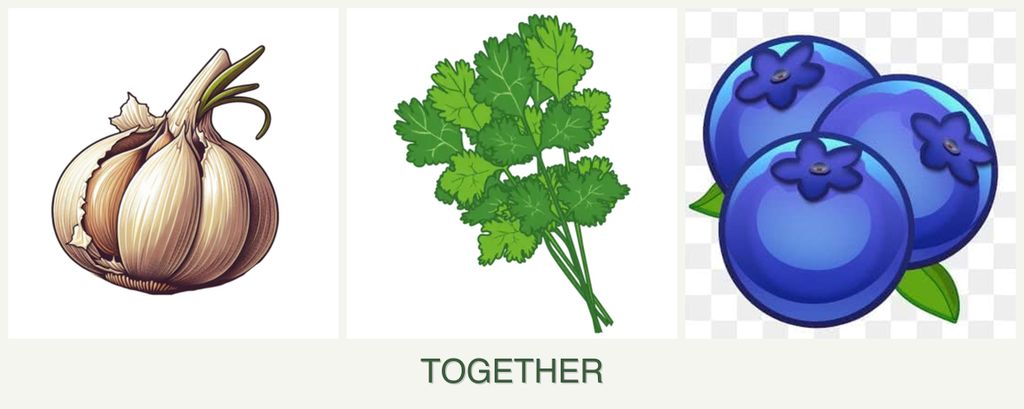 Can you plant garlic, cilantro and blueberries together?
