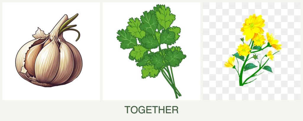 Can you plant garlic, cilantro and calendula together?