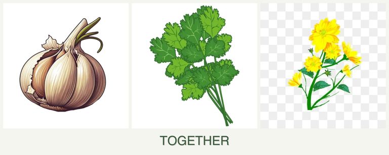 Can you plant garlic, cilantro and calendula together?