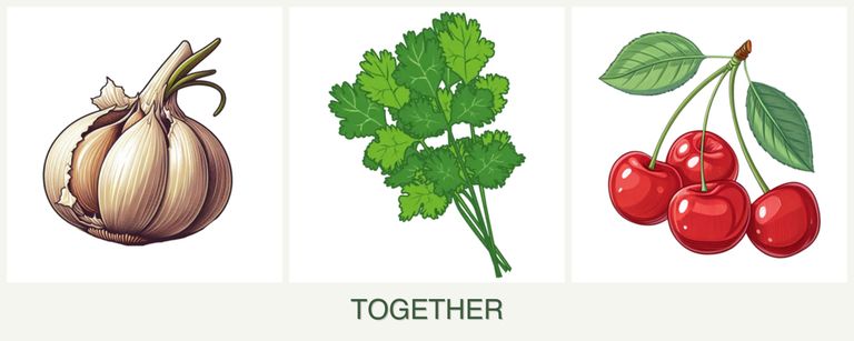 Can you plant garlic, cilantro and cherries together?