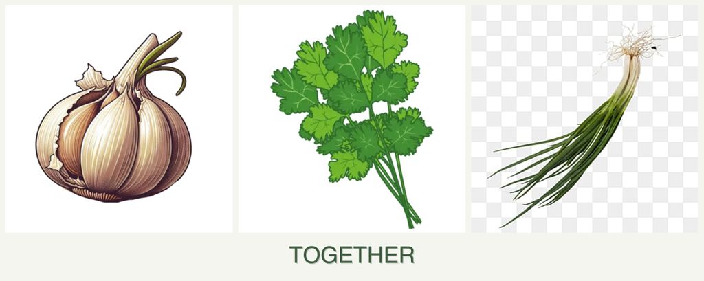 Can you plant garlic, cilantro and chives together?