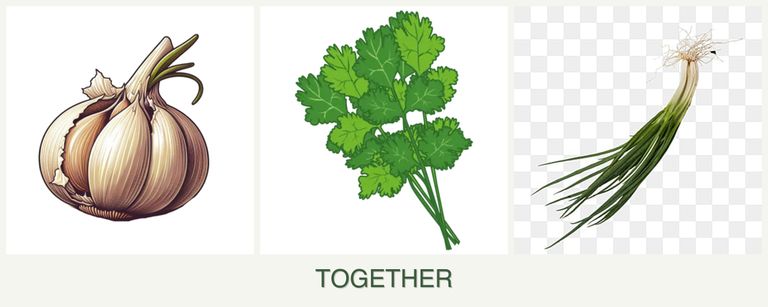 Can you plant garlic, cilantro and chives together?
