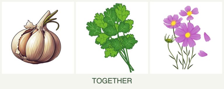 Can you plant garlic, cilantro and cosmos together?