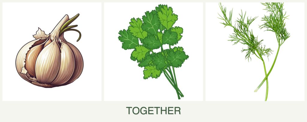 Can you plant garlic, cilantro and dill together?